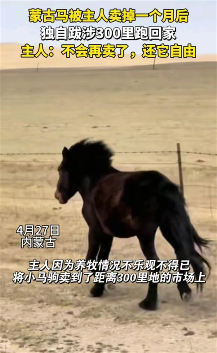 万物皆有灵性,蒙古马被卖后独自跋涉300里跑回家