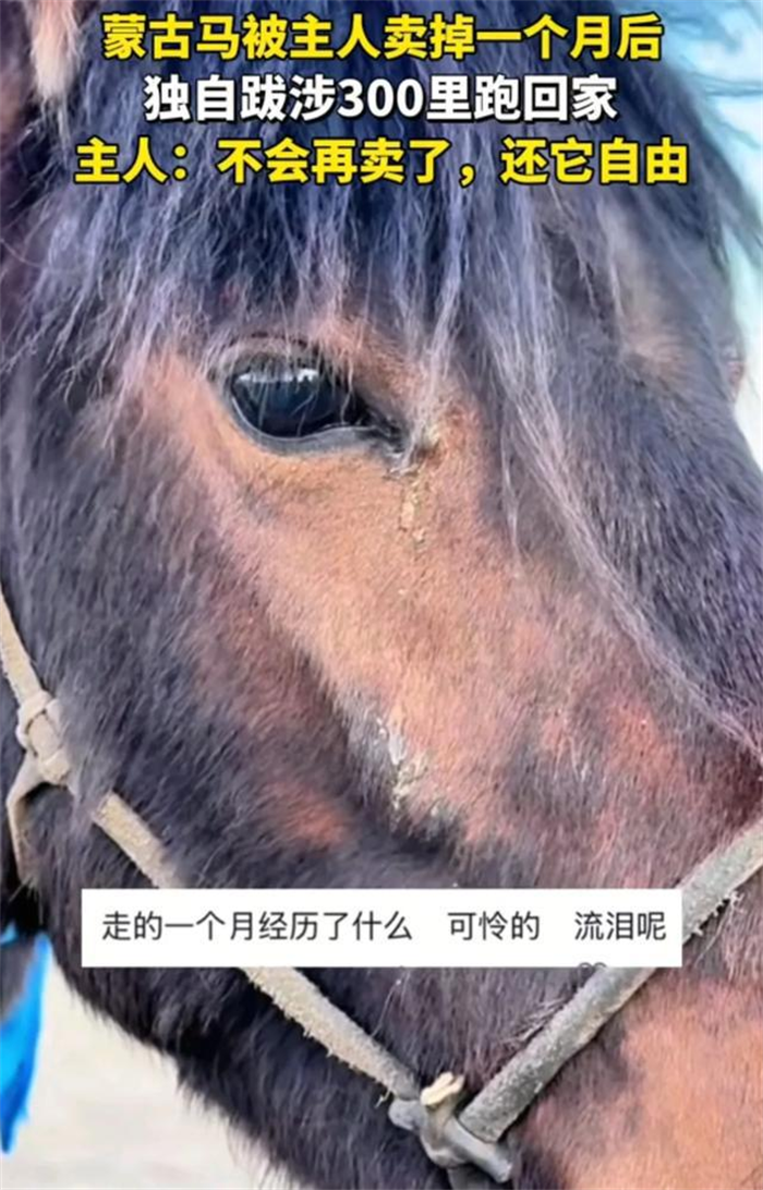 万物皆有灵性,蒙古马被卖后独自跋涉300里跑回家