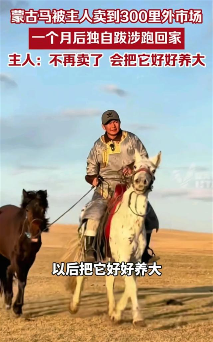 万物皆有灵性,蒙古马被卖后独自跋涉300里跑回家
