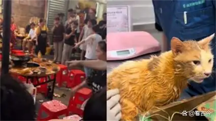 重庆火锅界又双叒叕整出新活儿了!野猫从天而降掉进露天火锅烫伤9人