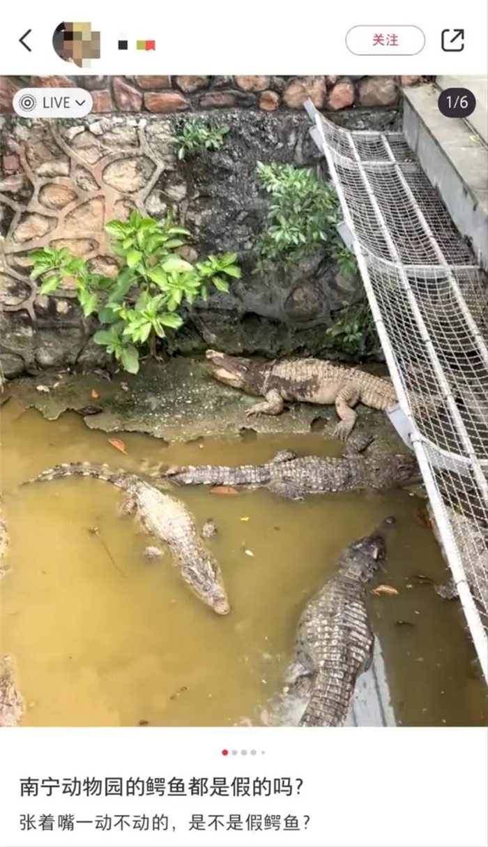 南宁动物园的鳄鱼都是假的吗？张着嘴一动不动引质疑，是不是假鳄鱼？