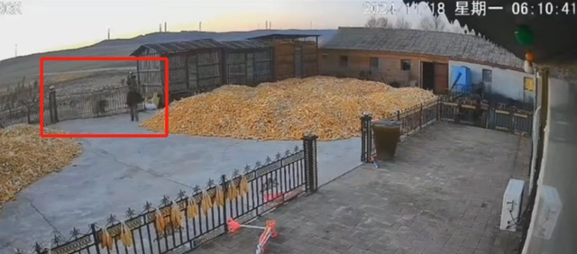 黑龙江老虎进村猛撞门，有人手被咬烂，多部门已到现场调查处置