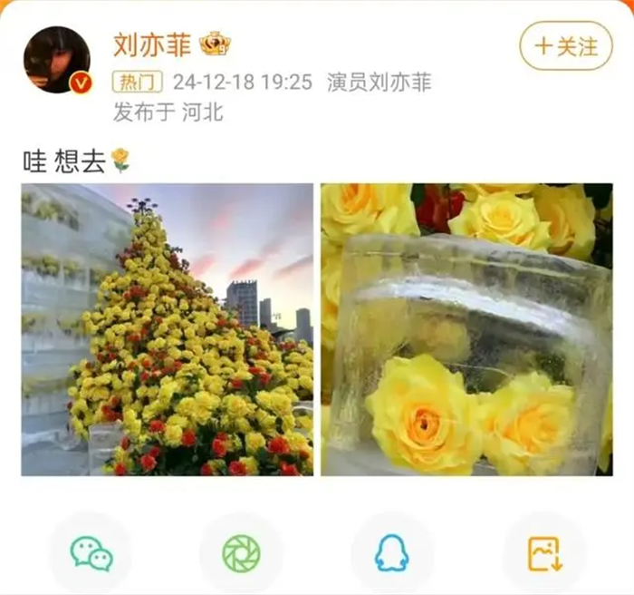 哈尔滨冰封黄玫瑰登上热搜!刘亦菲也想去看冰封黄玫瑰!